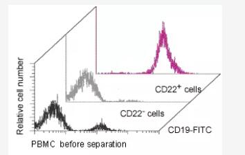 Separation of CD22+ cells from PBMCs using CD22 MicroBeads, an MS Column, and a MiniMACS Separator. Cells are stained with CD19-FITC.